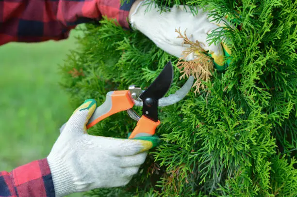 Photo of a close-up of the hands of a gardener, who is pruning dry yellow branches of thuja with a pruner.