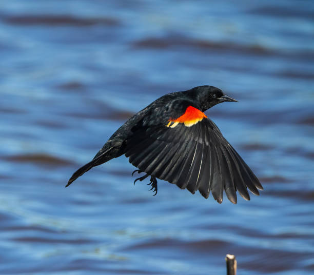 istock Male Red-winged Blackbird in flight over water 1408738583