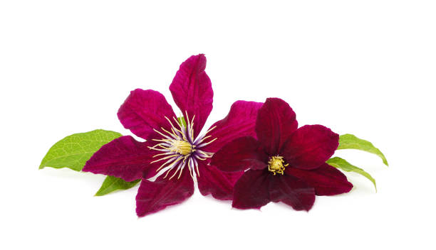 istock Two purple clematis with green leaves. 1408739649