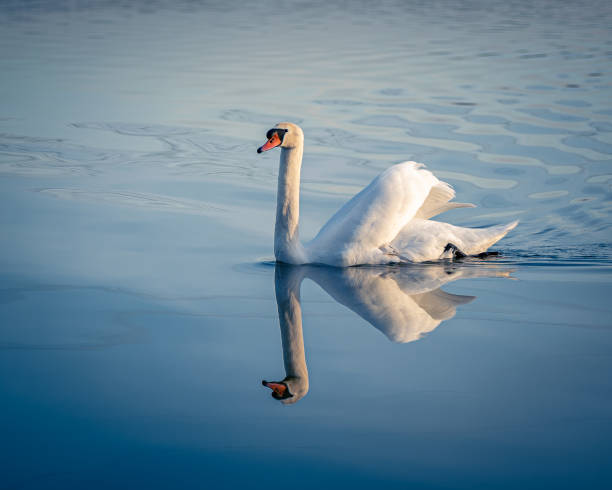 istock single swan on blue background with reflection, looking to camera, calming and relaxing photography, The mute swan (Cygnus olor) is a species of swan and a member of the waterfowl family Anatidae 1408740201