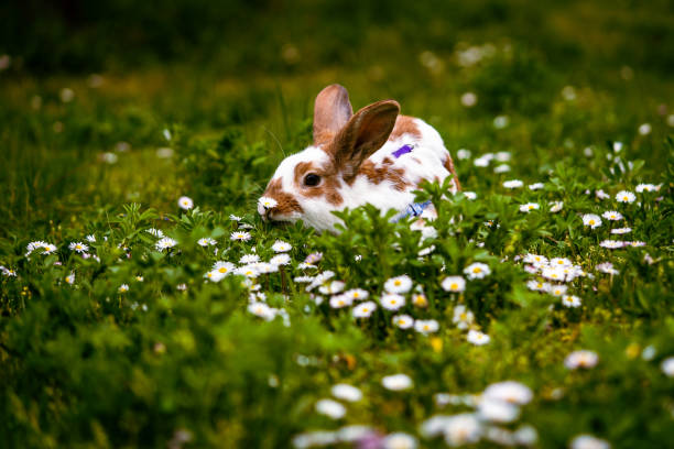 istock beige white bunny rabbit on meadow, copy space, green background 1408740731