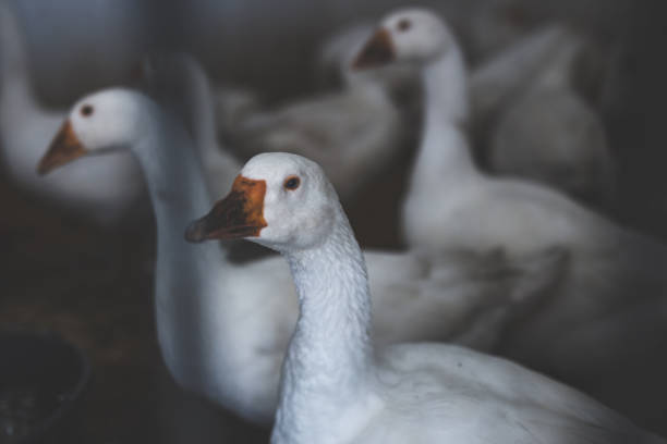 A flock of geese in the stables. Poland.