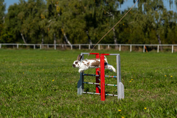 istock adorable rabbit bunny jumping over the obstacles during bunny race, green background, pet photography, bunny hop, kaninhop, copy space 1408741069