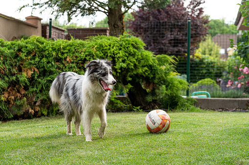 adorable border collie blue merle in the garden playing football, with ball on the grass, green background