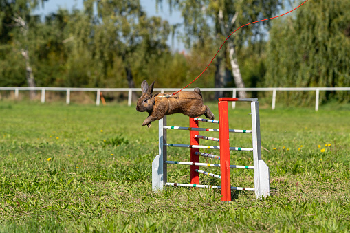 adorable rabbit bunny jumping over the obstacles during bunny race, green background, pet photography, bunny hop, kaninhop, copy space