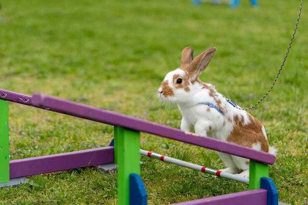 istock adorable rabbit bunny jumping over the obstacles during bunny race, green background, pet photography, bunny hop, kaninhop, copy space 1408741658