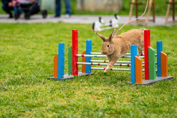 istock adorable rabbit bunny jumping over the obstacles during bunny race, green background, pet photography, bunny hop, kaninhop, copy space 1408741659