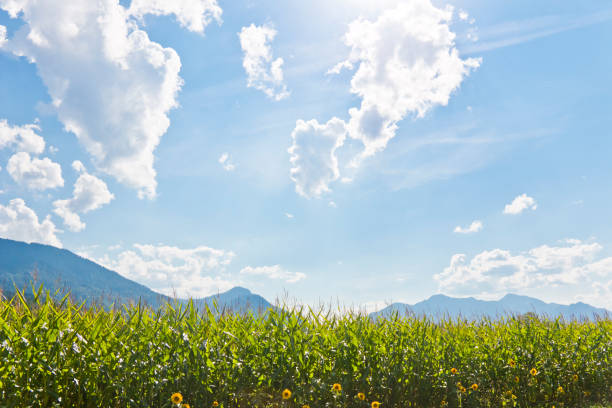 Corn field in surroundings of  Dobrna, a municipality Slovenia in between towns of Velenje and Celje.  Church, Trees, forest, hills, cottages, houses,  seen from the central road. It is home of Spa and health resort Dobrna.