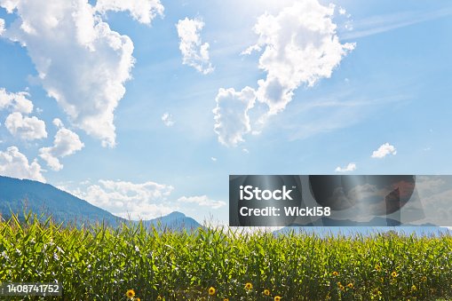 istock Corn field with some sunflowers in the Alps 1408741752
