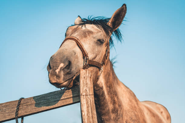 istock adorable and curious looking horse during beautiful sunny day 1408741883