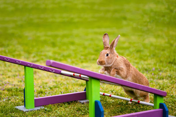 istock adorable rabbit bunny jumping over the obstacles during bunny race, green background, pet photography, bunny hop, kaninhop, Symbol of new year 2023, copy space 1408741938