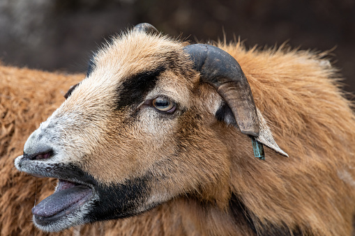 Portrait of a domestic goat (capra hircus) with an open mouth