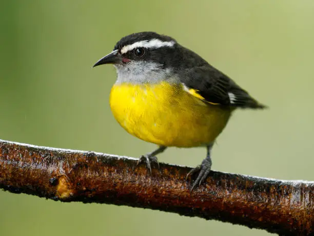 Bananaquit - Coereba flaveola passerine bird, tanager family, often placed in its own family Coerebidae. Small, active nectarivore is found in warmer parts of the Americas.