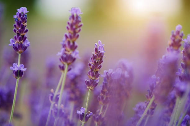 istock Lavender bushes close up on sunset 1408745581