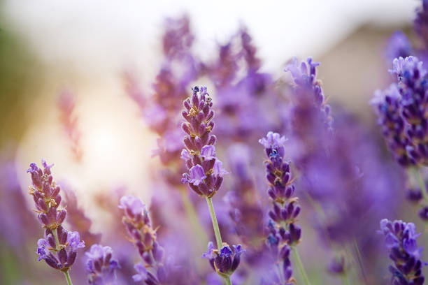 istock Lavender bushes close up on sunset 1408745613