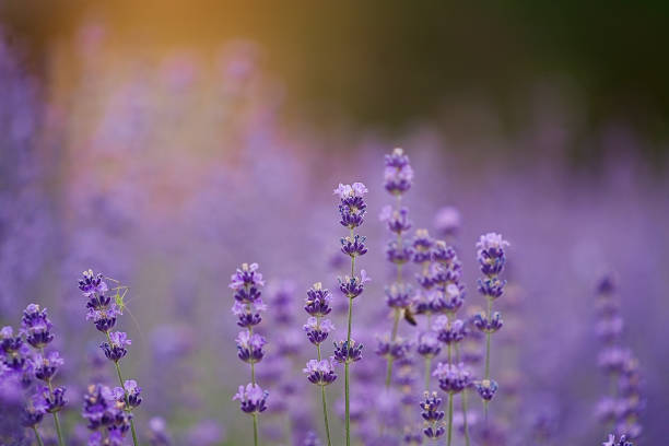 istock Lavender bushes close up on sunset 1408745629