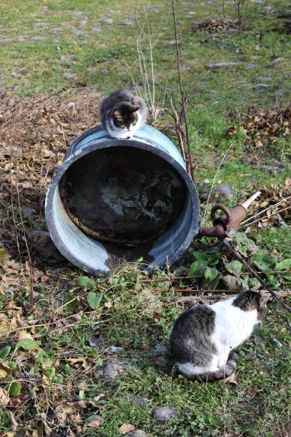 istock Two mixed-breed cats - animal family. 1408745925