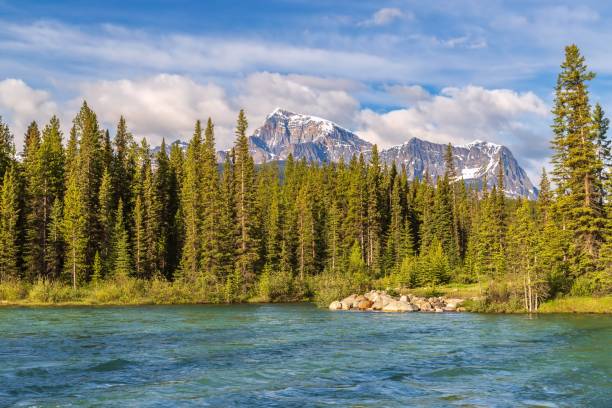 istock Bow River Flowing Through The Banff Mountains And Trees 1408748322
