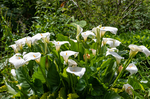 Close up of calla lily (zantedeschia aethiopica) flowers in bloom