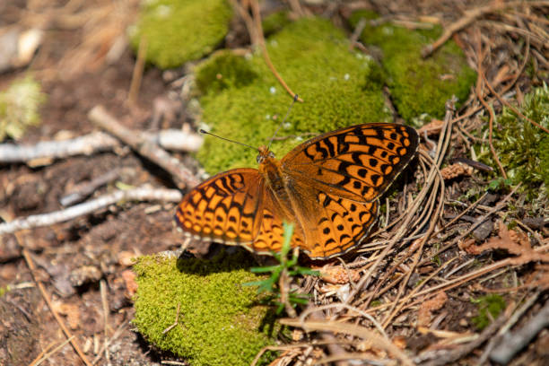 istock A butterfly (atlantis fritillary) sunning itself in the wild. 1408748399