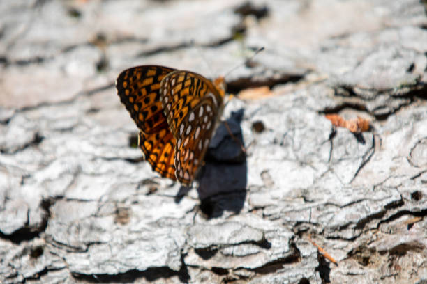 A butterfly (atlantis fritillary) sunning itself in the wild.