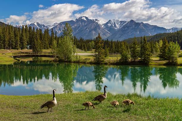 istock Geese Hanging Out By Cascade Ponds In The Summertime 1408749053