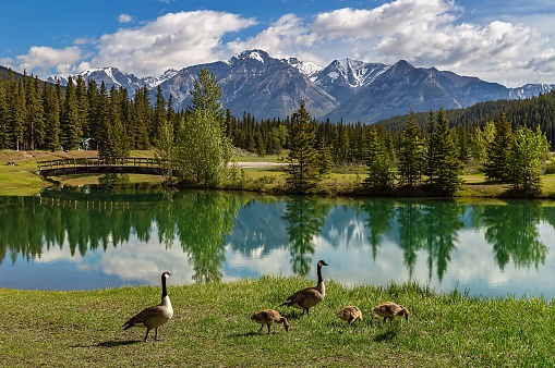 A gaggle of geese and gosling by Cascade Ponds in Banff in the summertime.