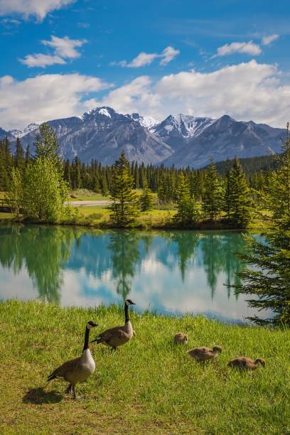 istock Geese And Goslings By Cascade Ponds In The Summer 1408749057
