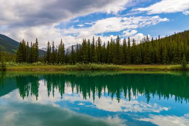 panoramic reflection of trees on a banff lake - reflection imagens e fotografias de stock