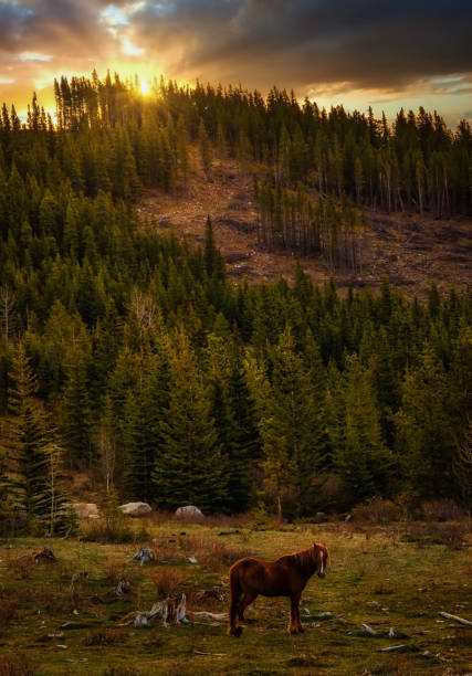 Large wild horses in the woods