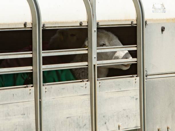 istock Sheep In Livestock Trailer. 1408750526