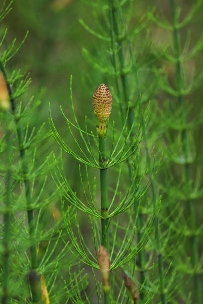 istock Horsetail plants with strobilus as a background 1408750550