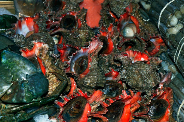 istock fresh sea snails in a market stall for sell 1408751384