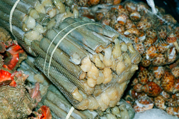 istock fresh razor clams in a market stall for sell 1408751388