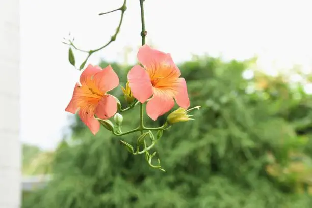 Trumpet vine flowers. Bignomiaceae deciduous vine. The flowering season is from July to August. It grows vines on trees and walls and blooms large orange and red flowers.