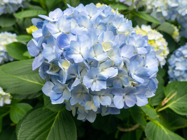 istock Blooming blue hydrangea. Hydrangea bush. Botanical Garden.  blue white flower 1408751716