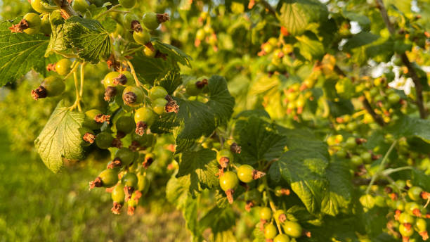 istock red green current in the process of ripening 1408752729