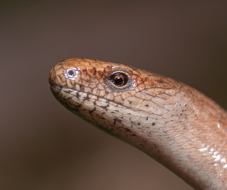 Slow worm close up