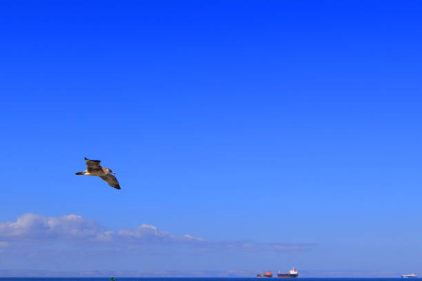 istock Seagull in flight over the ocean 1408753453