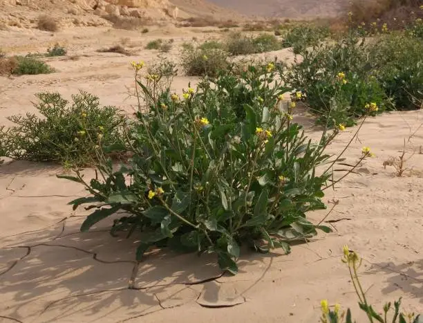 Photo of Diplotaxis plant at Wadi Degla Protectorate