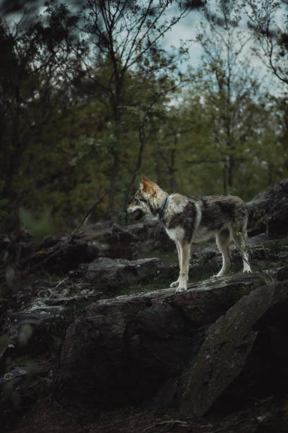 istock Czechoslovakian Wolfdog on a walk 1408754602