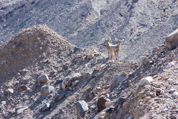 curieuses brebis moutons à grosse corne debout sur la crête rocheuse du désert - bighorn sheep sheep desert mojave desert photos et images de collection