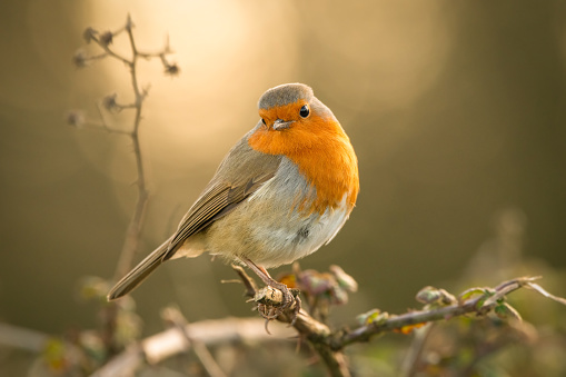 Singing european robin (Erithacus rubecula), the national bird of Great Britain.