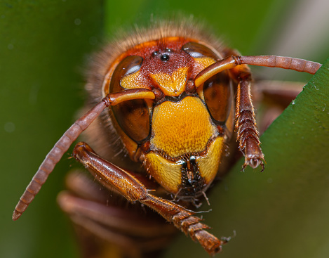 Potter Wasp, Vespidae Family, Karanji Lake, Mysore, India