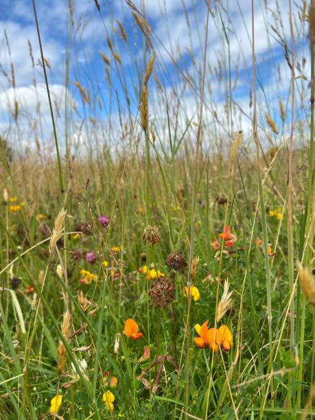 istock Happiness in a meadow in colour 1408760659