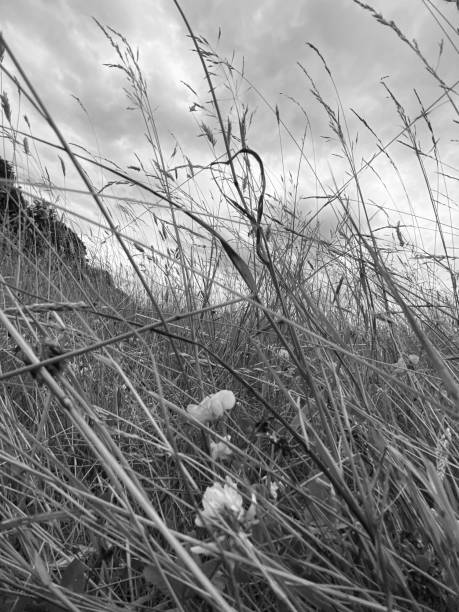 istock Hearts in the grass 1408760698