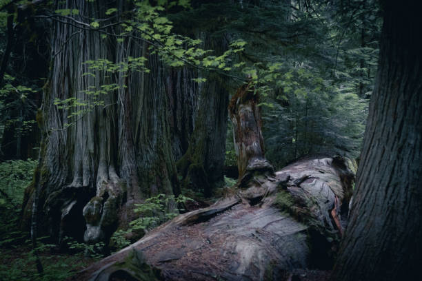 istock Beautiful Old Growth Forest of Washingtons Olympic Peninsula 1408760908