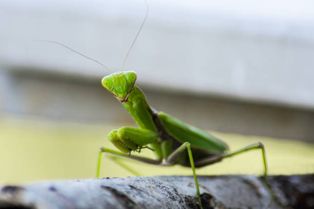 istock A green praying mantis climbs a very old pipe and looks straight ahead. There is strong bokeh in the frame 1408762321