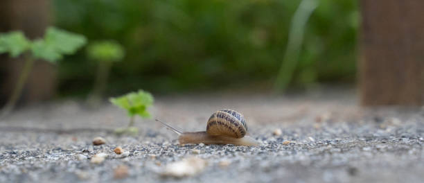 istock snail moving slowly in the ground 1408763150