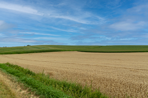 corn field in summer time landscape